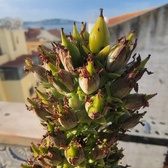 Enlarge photo 342