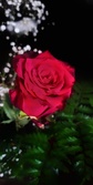 Enlarge photo 346