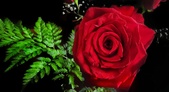 Enlarge photo 350