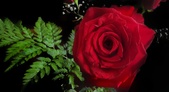 Enlarge photo 349