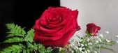 Enlarge photo 351
