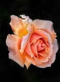 Enlarge photo 357