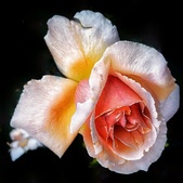 Enlarge photo 361