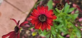 Enlarge photo 387
