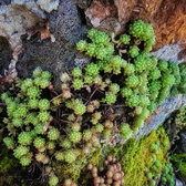 Enlarge photo 459