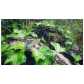 Enlarge photo 484