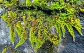 Enlarge photo 491