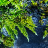 Enlarge photo 490