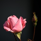 Enlarge photo 247