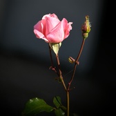 Enlarge photo 248