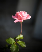 Enlarge photo 249