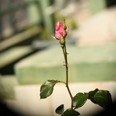 Enlarge photo 252