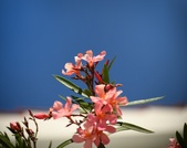 Enlarge photo 277