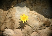 Enlarge photo 309