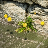 Enlarge photo 313