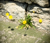 Enlarge photo 312
