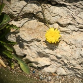 Enlarge photo 315