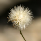 Enlarge photo 318