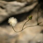 Enlarge photo 317