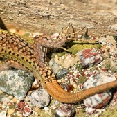 Enlarge photo 343