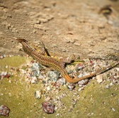 Enlarge photo 342