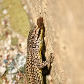 Enlarge photo 345