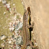 Enlarge photo 344