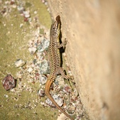 Enlarge photo 349