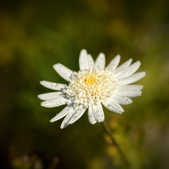 Enlarge photo 250