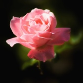 Enlarge photo 257