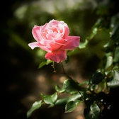Enlarge photo 256