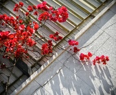 Enlarge photo 270