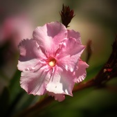 Enlarge photo 263