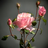 Enlarge photo 238