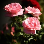 Enlarge photo 241
