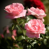 Enlarge photo 240