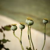 Enlarge photo 255