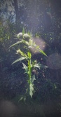 Enlarge photo 51