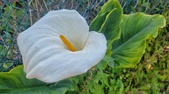 Enlarge photo 68