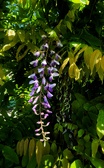 Enlarge photo 165