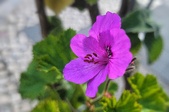 Enlarge photo 216