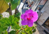 Enlarge photo 217