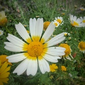 Enlarge photo 388