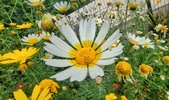 Enlarge photo 389