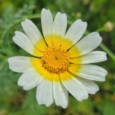 Enlarge photo 390