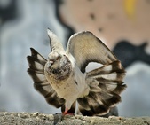 Enlarge photo 141
