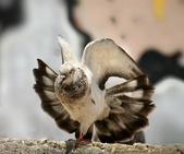 Enlarge photo 138