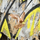 Enlarge photo 152