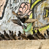 Enlarge photo 153