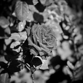Enlarge photo 243